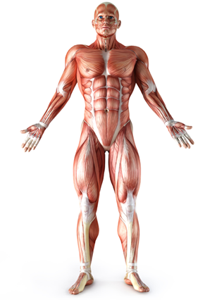 C:\Users\����������\Desktop\1360176939_Muscle5.png