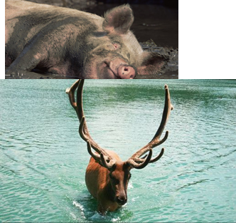 C:\Users\����������\Desktop\lynn-m-stone-domestic-pig-wallowing-in-mud-usa.jpg,C:\Users\����������\Desktop\aHR0cCUzQSUyRiUyRmRlbm5pcy5ibG9nZy5zZSUyRmltYWdlcyUyRjIwMTElMkZtb296ZV8xNTk4MDMwMDlfMTYxMzU5NzQ2LmpwZw==.jpg