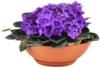 76448051_Violet.jpg