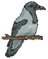 BIRD385 G