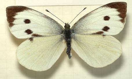 Файл:Pieris.brassicae.female.mounted.jpg