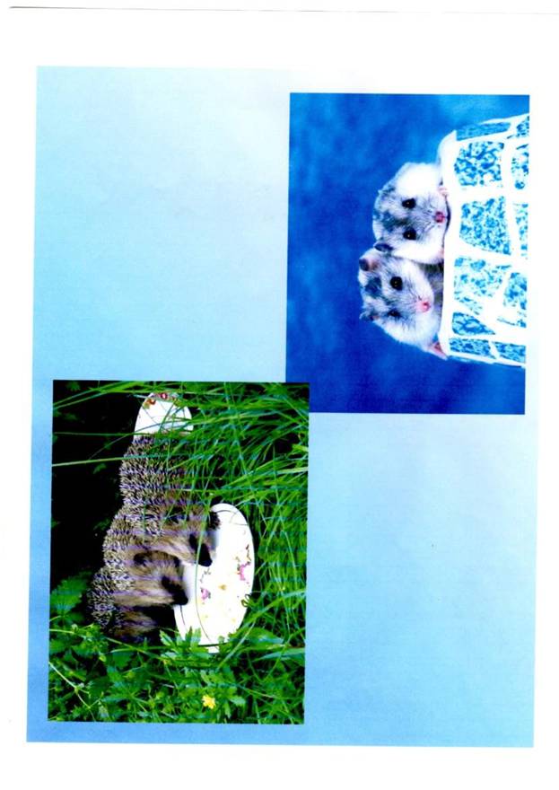 C:\Users\����\Pictures\img004.jpg