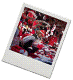 http://jetsetter.ua/data/image/Gor%20tochka_Christmas/7.jpg