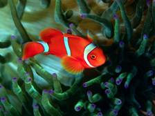 http://www.zastavki.com/pictures/1366x768/2007/Animals_Under_water__004471_.jpg