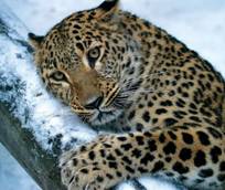 http://blogotshelnika.ru/wp-content/uploads/2012/01/leopard2.jpg