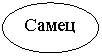 Овал: Самец