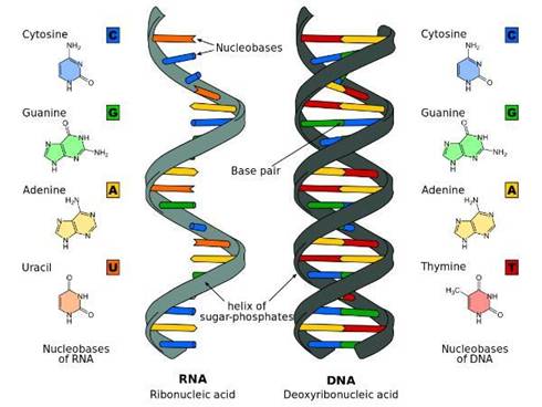 D:\������� ����\������ ���\����������� �������\ps_dna_rna.jpg