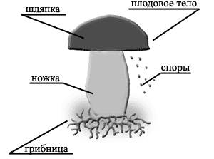Тема: "Съедобные и несъедобные грибы" Pandia.ru