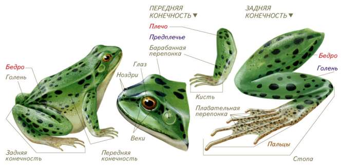 D:\Рабочий стол\Нужное ЗНО\Земноводные\0003-004-Proverka-domashnego-zadanija.jpg
