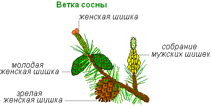 Ветка сосны