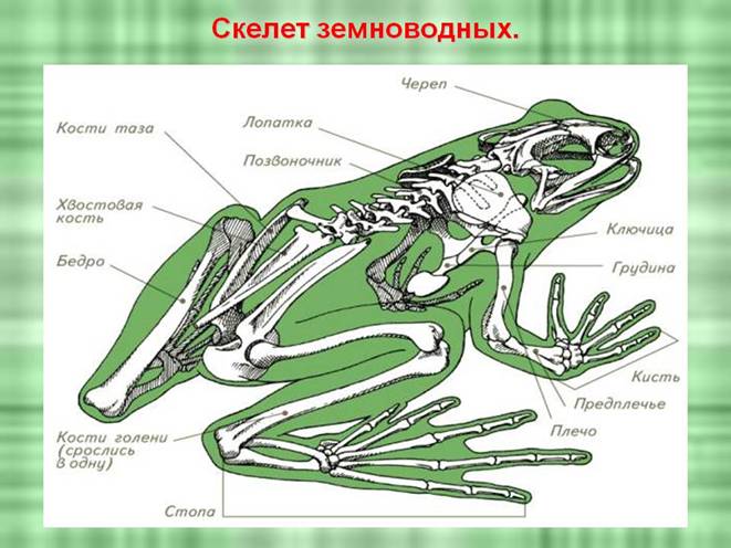 D:\Рабочий стол\Нужное ЗНО\Земноводные\0005-005-Skelet-zemnovodnykh.jpg