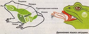D:\Рабочий стол\Нужное ЗНО\Земноводные\i (7).jpg