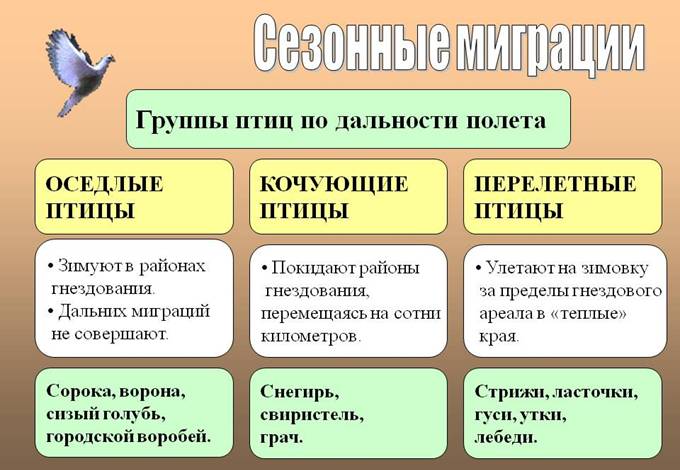 D:\������� ����\������ ���\�����\0027-027-Sezonnye-migratsii.jpg