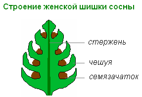 Строение женской шишки сосны