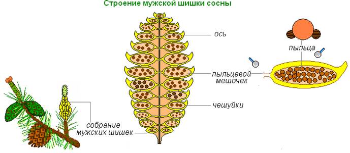 Строение мужской шишки сосны