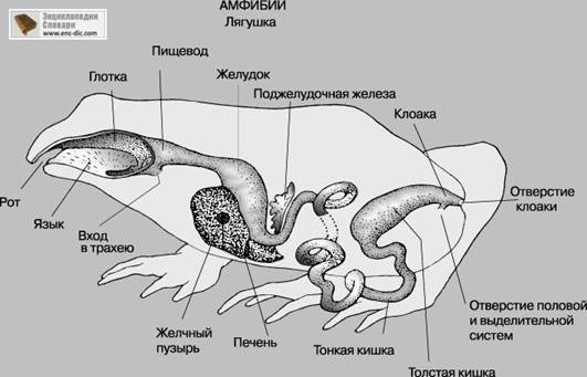 АНАТОМИЯ СРАВНИТЕЛЬНАЯ