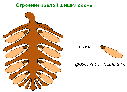 Строение зрелой шишки сосны