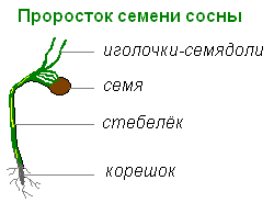 Проросток семени сосны