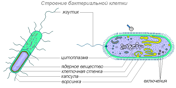 http://biouroki.ru/content/page/685/9.png