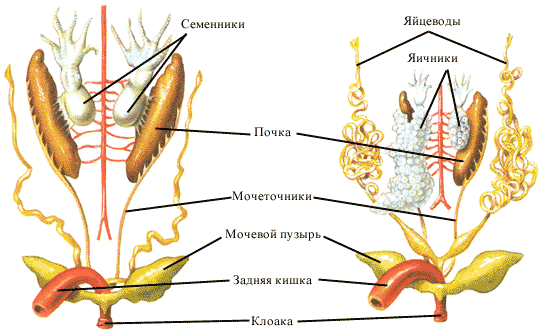 D:\Рабочий стол\Нужное ЗНО\Земноводные\0016-032-Vydelenie-i-razmnozhenie (1).png
