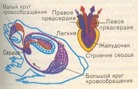 Кровеносная система человека фото