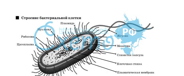 D:\Рабочий стол\Нужное ЗНО\Бактерия\28.jpg