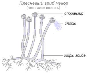 http://biouroki.ru/content/page/686/13.png