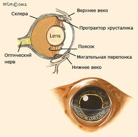 Анатомия бесхвостых амфибий: органы чувств