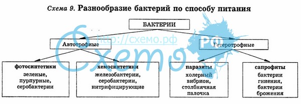 D:\Рабочий стол\Нужное ЗНО\Бактерия\32.jpg