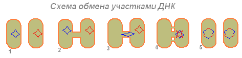 http://biouroki.ru/content/page/685/17.png