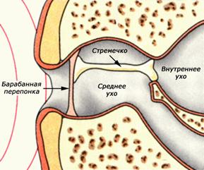 D:\Рабочий стол\Нужное ЗНО\Земноводные\0021-036-Kak-utroeno-ukho-zemnovodnykh (1).png