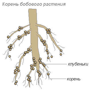 http://biouroki.ru/content/page/685/10.png
