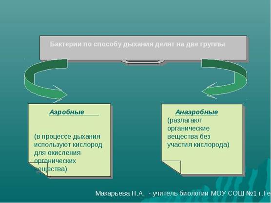 D:\Рабочий стол\Нужное ЗНО\Бактерия\img13.jpg