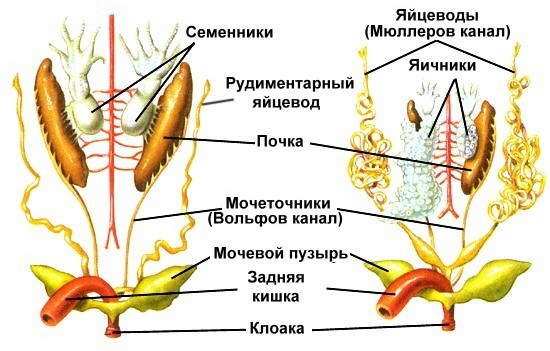 Биология для ученика и учителя - ЛЯГУШКА