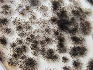 Aspergillus niger tcolonies in Petri-dish Enfo