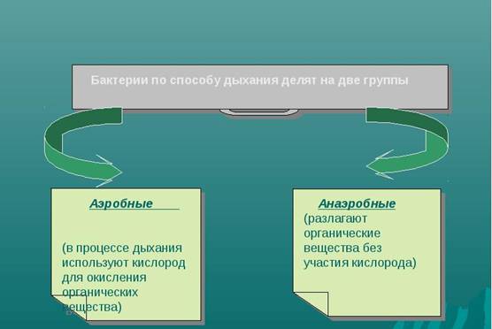 D:\Рабочий стол\Нужное ЗНО\Бактерия\img13.jpg