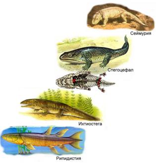 D:\Рабочий стол\Нужное ЗНО\Земноводные\0017-020-Paleozojskaja-era.png