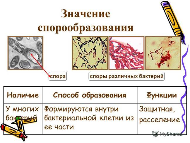 D:\Рабочий стол\Нужное ЗНО\Бактерия\slide_27.jpg