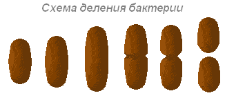 http://biouroki.ru/content/page/685/15.png