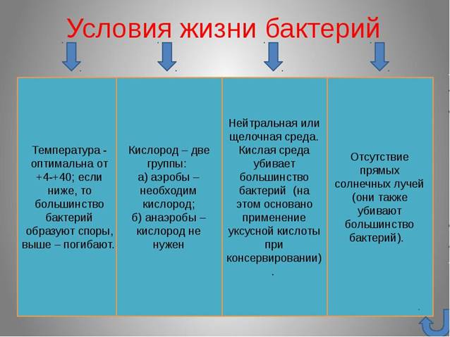 D:\Рабочий стол\Нужное ЗНО\Бактерия\img9.jpg