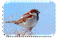 http://zooclub.ru/attach/birds/263.jpg