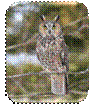 http://sdakotabirds.com/species_photos/photos/long_eared_owl_4.jpg