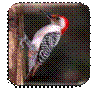 http://img1.liveinternet.ru/images/attach/c/3/76/721/76721287_336.jpg