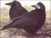 http://media5.picsearch.com/is?j9BV_cgUwTr6BVnochYYapjjzTyh28lyPoEnVq-2UVE