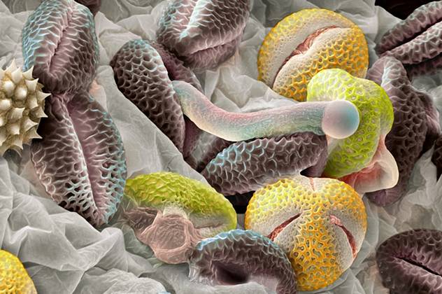 pollen021 � � ������� ������ ������...