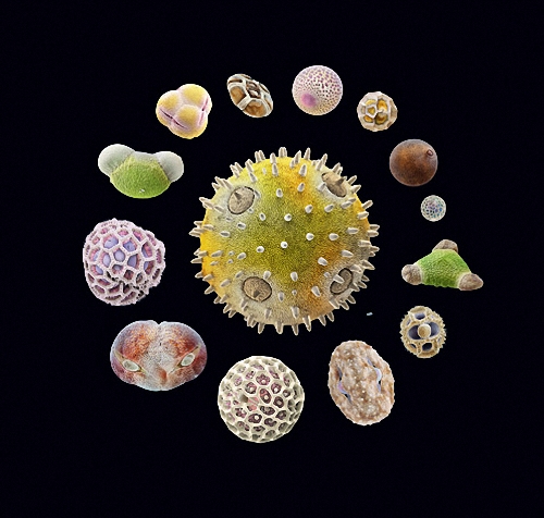 pollen041 � � ������� ������ ������...