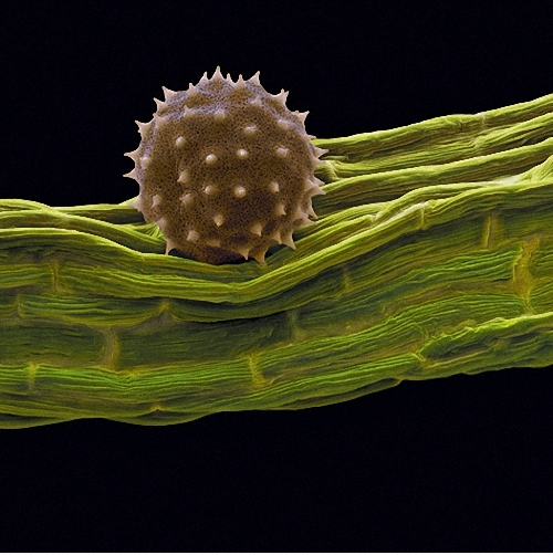 pollen061 � � ������� ������ ������...