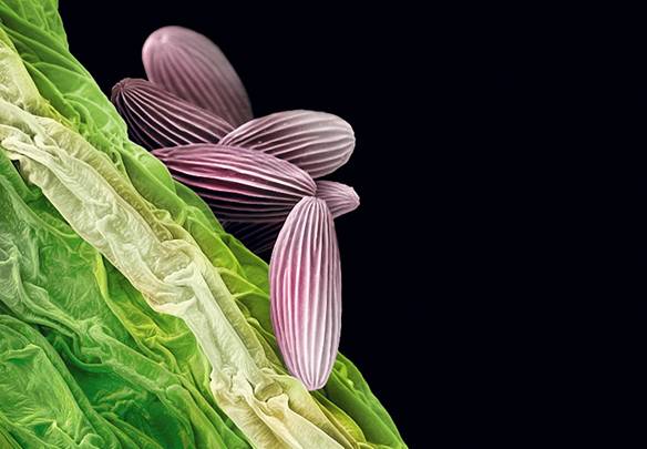 pollen091 � � ������� ������ ������...