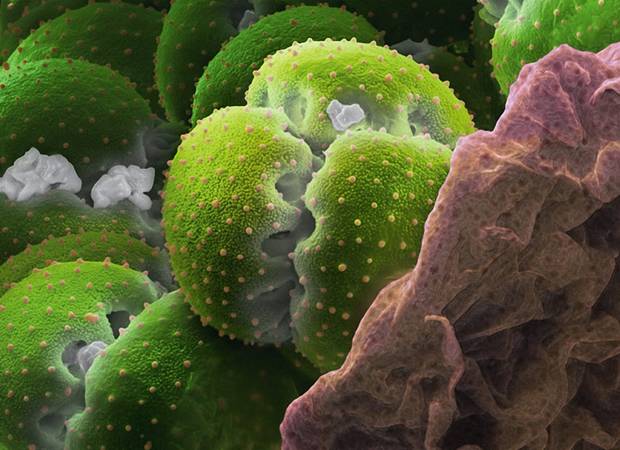 pollen111 � � ������� ������ ������...