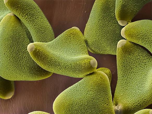pollen131 � � ������� ������ ������...